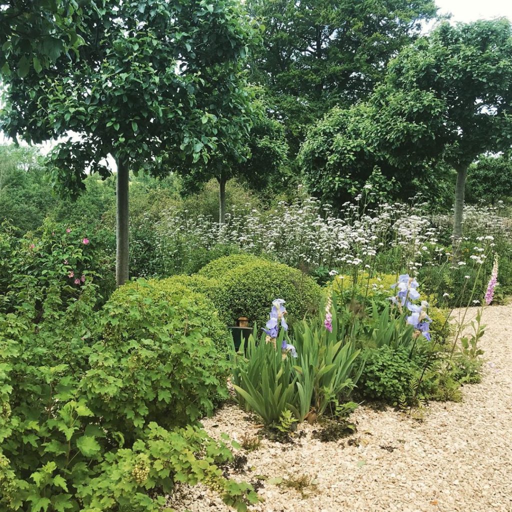 Structure & softness... #gravelgarden #sopretty #valerianaofficinalis #iris #alc...