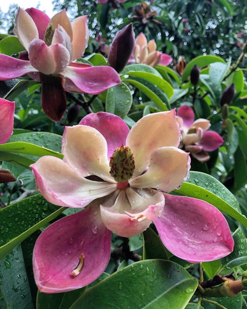 #Exquisite : sweetly #scented & the size of a #cupandsaucer : #Magnolia insignis...