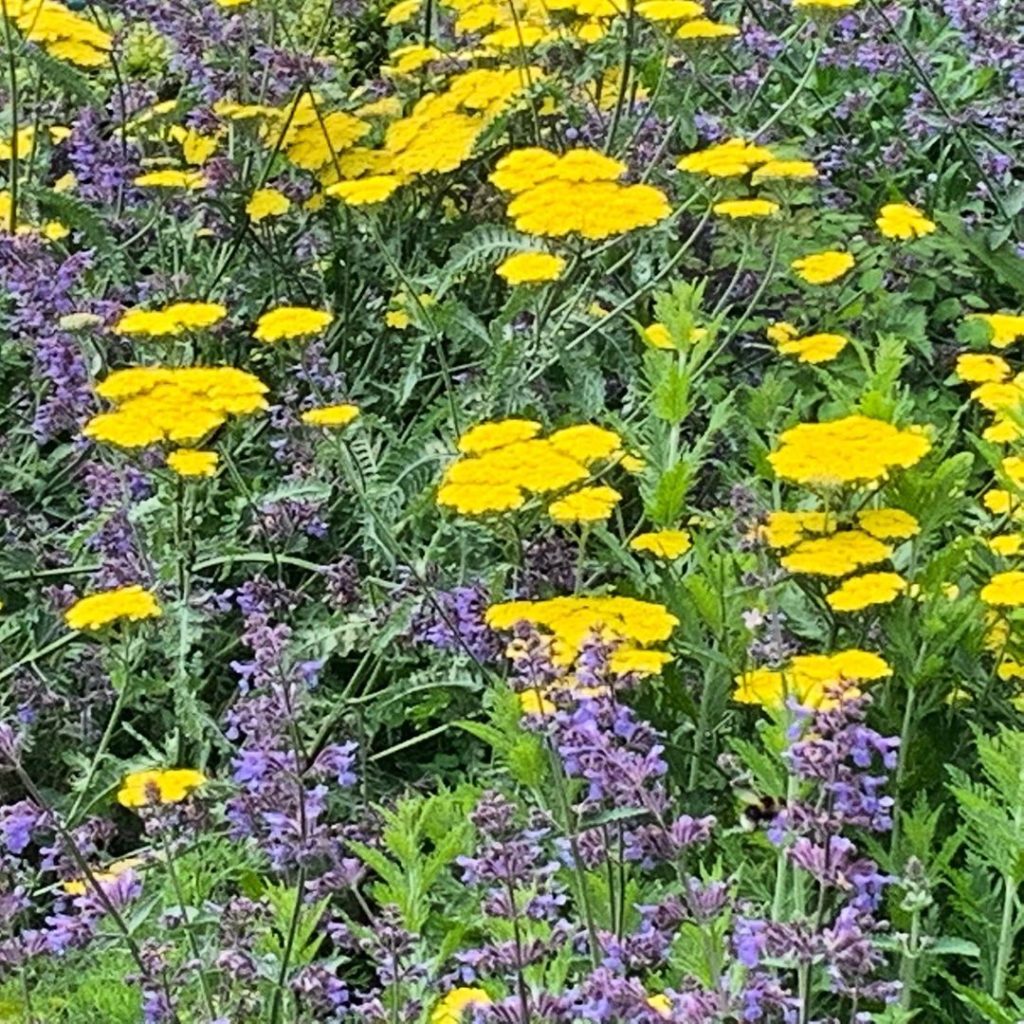 Keeping the bees happy & standing bravely after the rain (OK, so the Nepeta did ...