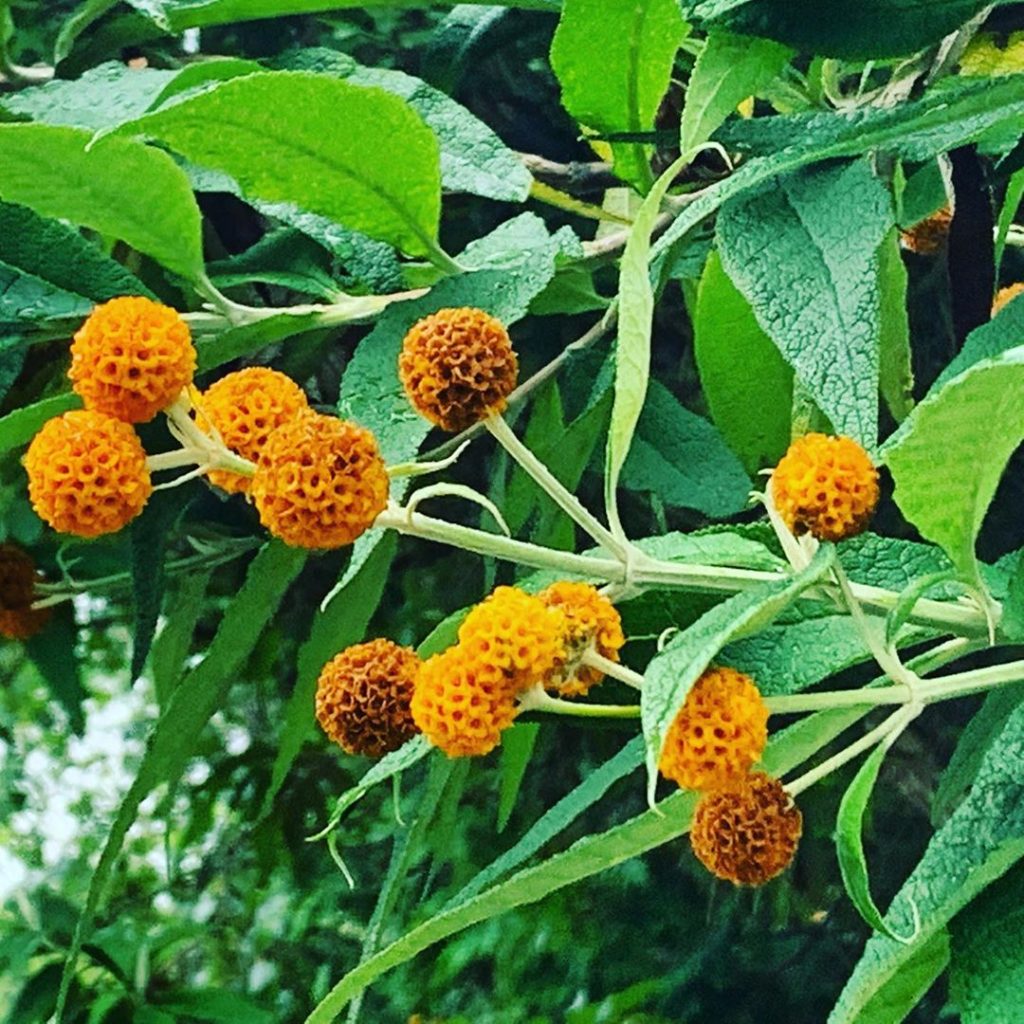 kategouldgardens: & more of my love of orange! Buddleja globosa or ‘Orange ball tree’ (a common n… & more of my love of orange! Buddleja globosa or ‘Orange ball tree’ (a common n...