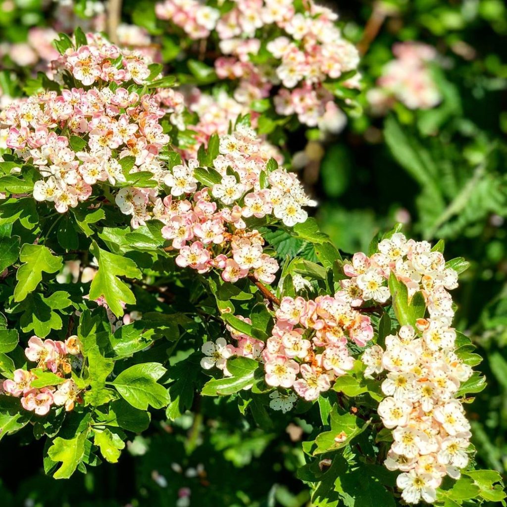 Lovely Hawthorn (Crataegus) in flower but not sure which variety it is. Any idea...