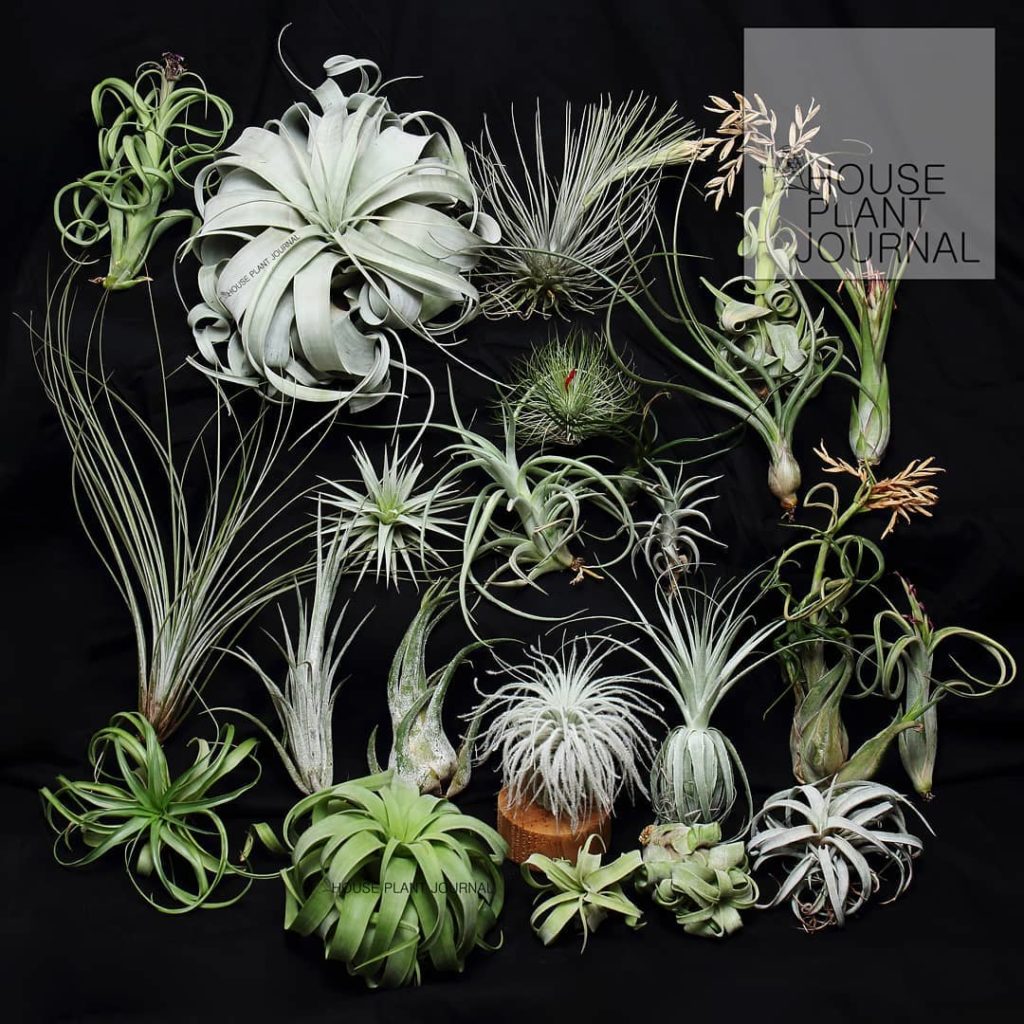 A throwback for #tillandsiatuesday - the photoshoot I did for @davesairplantcorn...