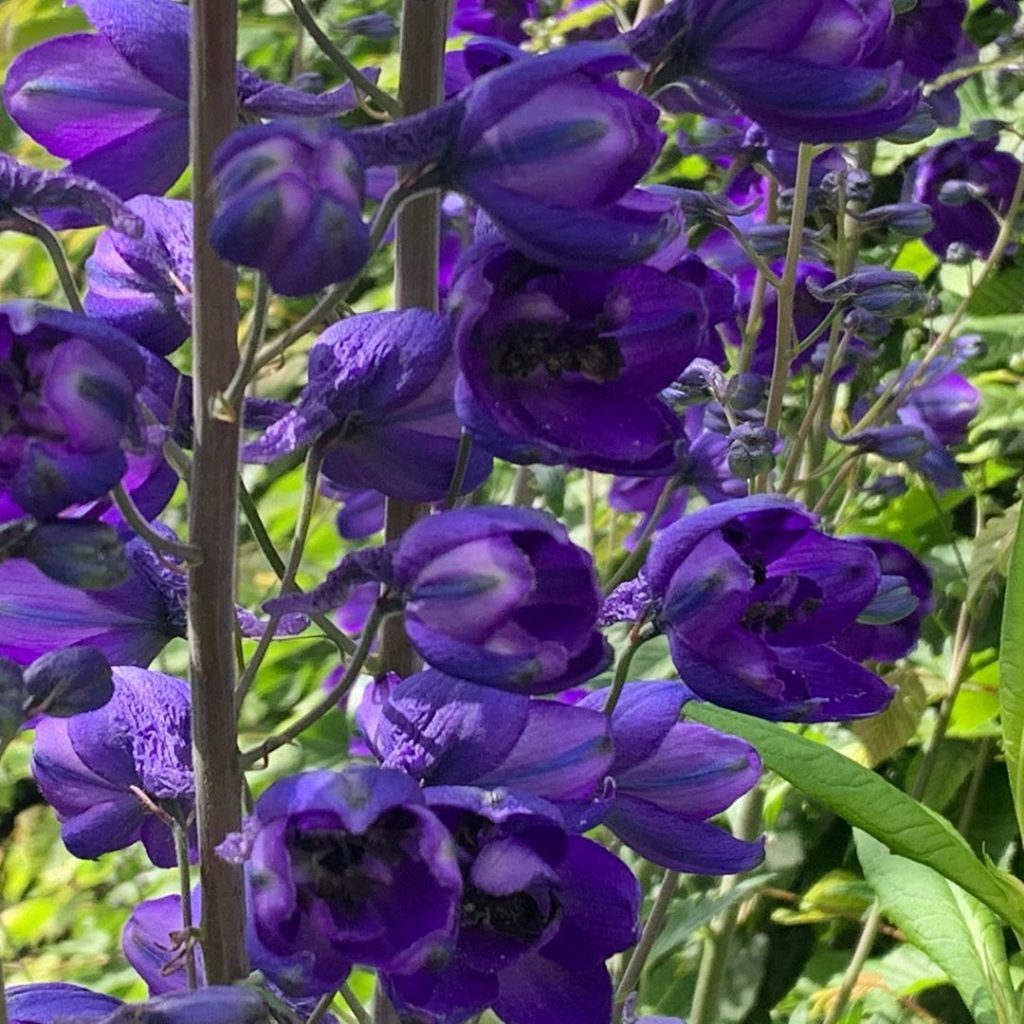 True blues... #delphinium, #geranium, #campanula. Summer is definitely here (unt...