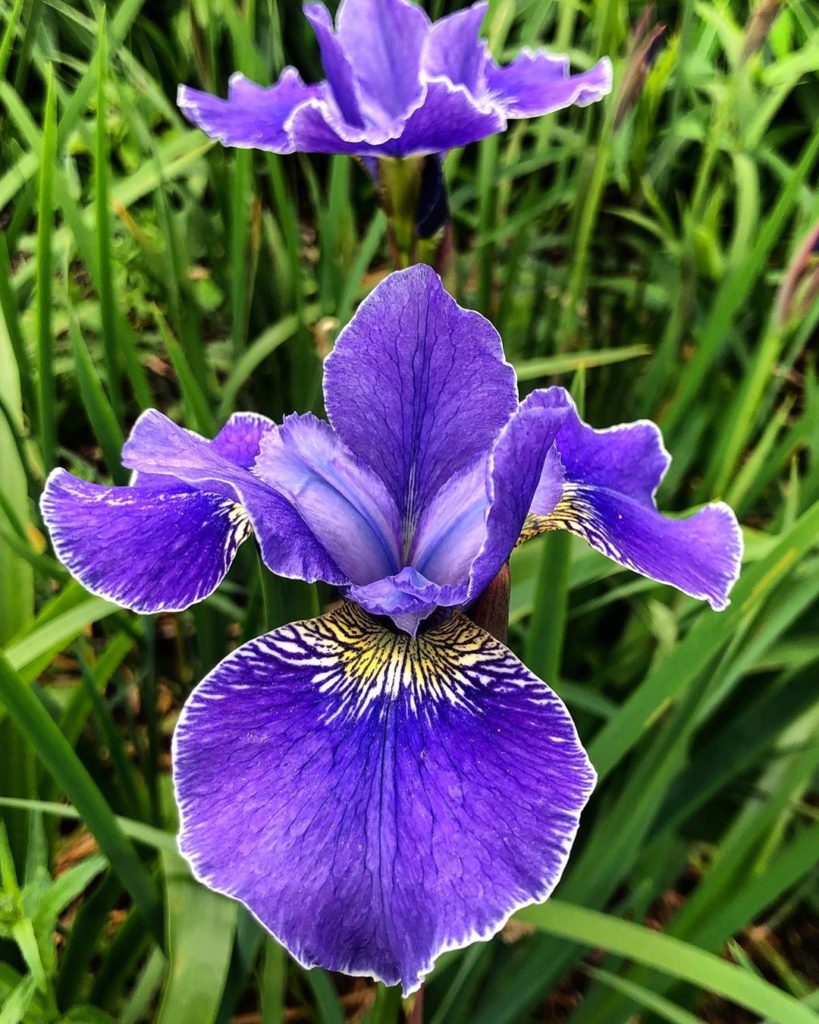 #exquisite #delicate edging #detail : the #roll & #movement of the #petals remin...