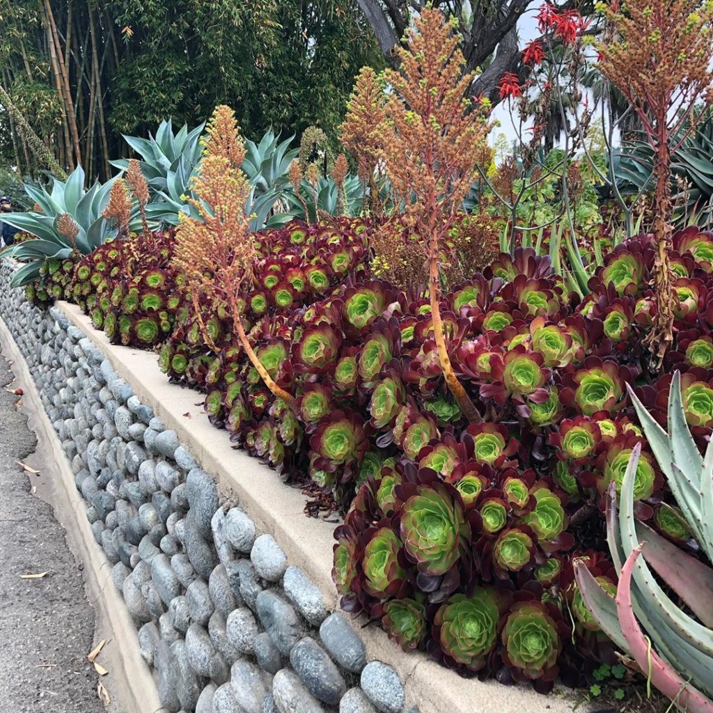 A desert garden not to be missed @thehuntingtonlibrary If near #losangeles get o...