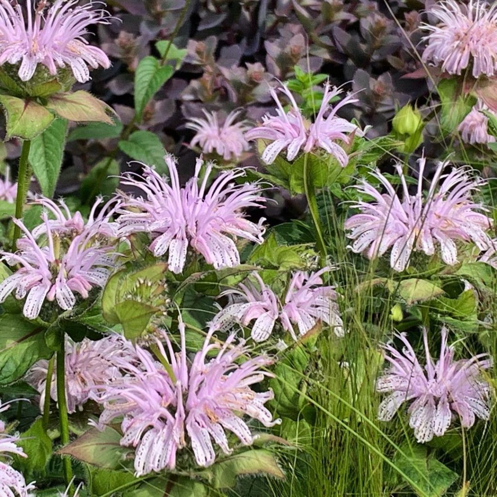Spidery Monarda with Stipa and a dusky purple Sage in the background. The Monard...