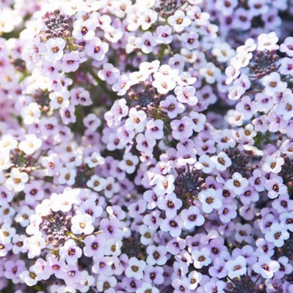 gardendesignmag: Design Tip: Place a hanging basket of sweet alyssum near your home’s entrance or… Design Tip: Place a hanging basket of sweet alyssum near your home’s entrance or...