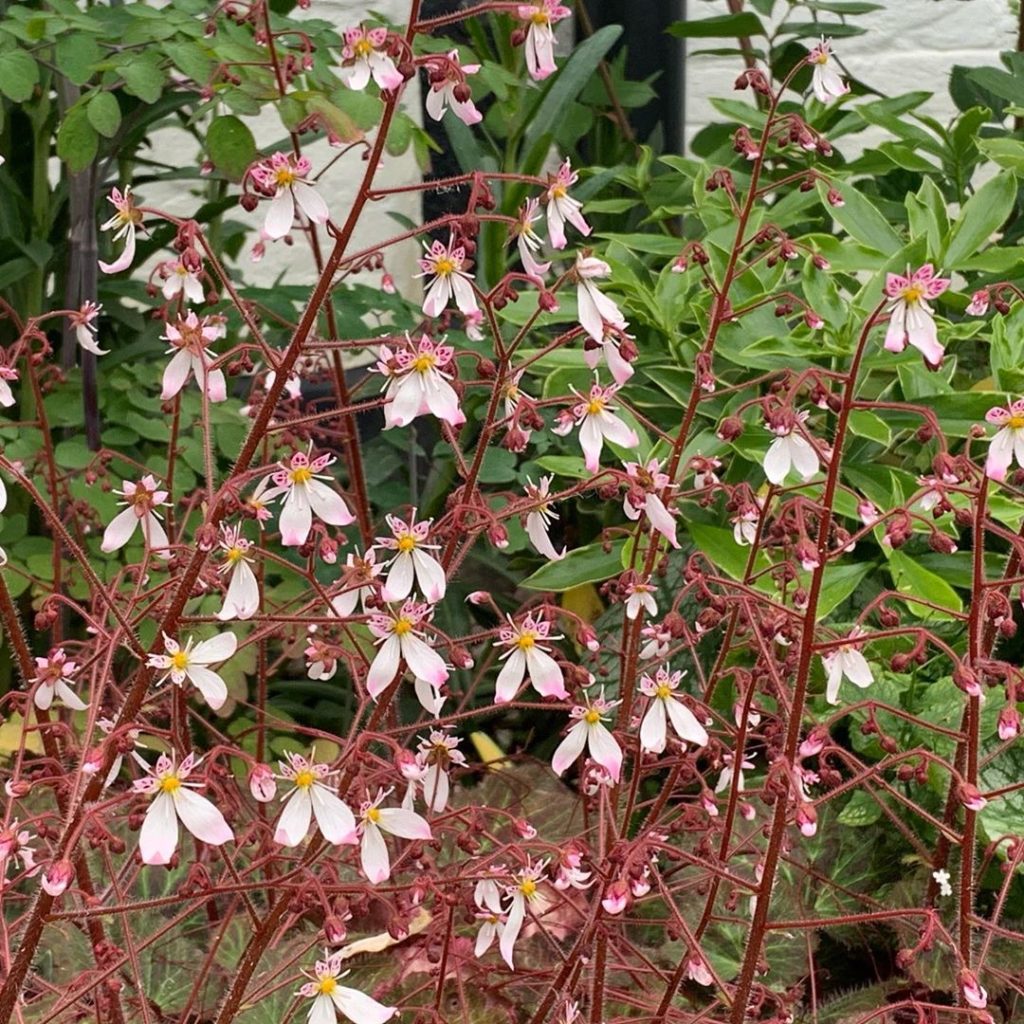 Saxifraga stolonifera ‘Kinki Purple’. Its not really very purple and I can’t vou...