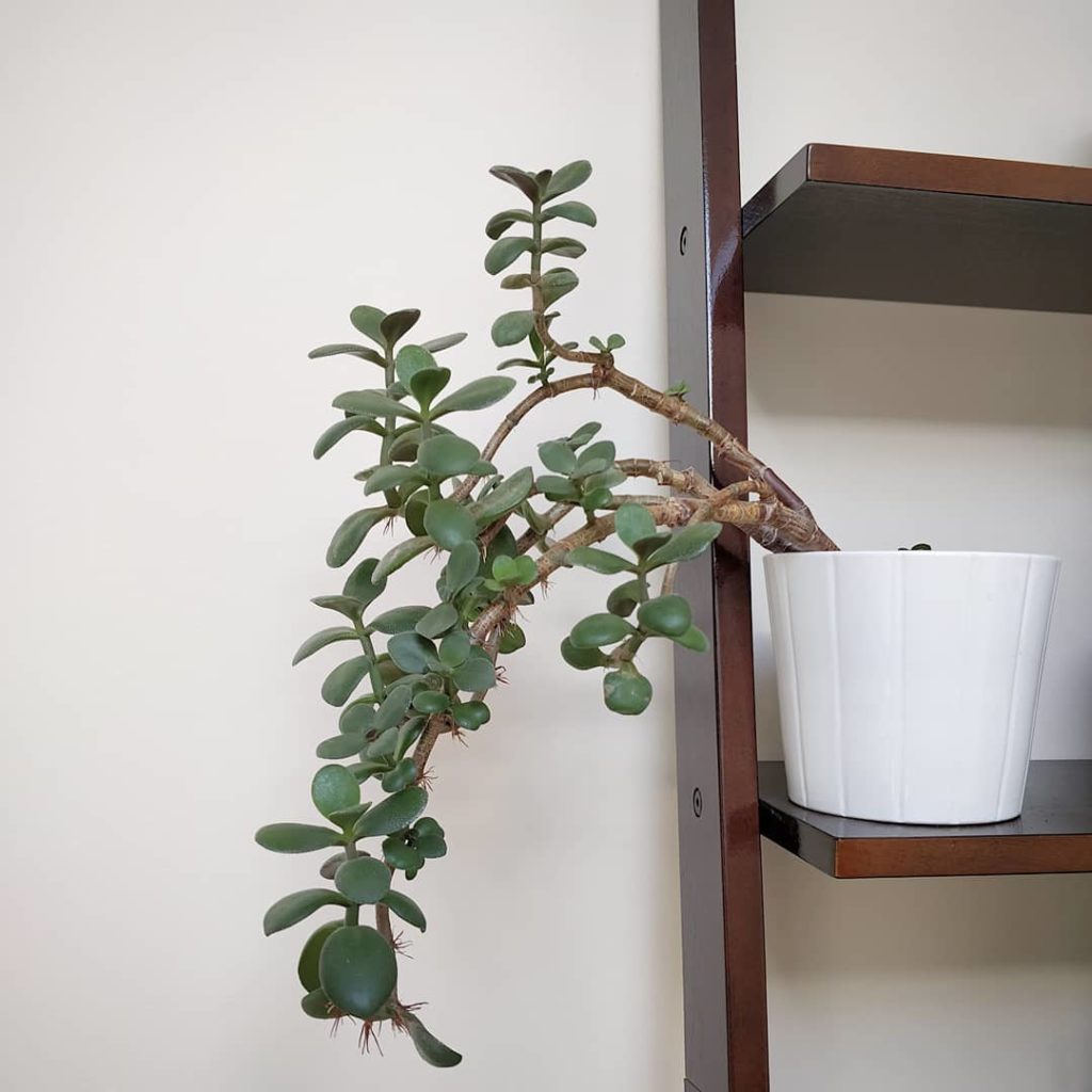 Dear Jade plant, don't let anyone judge you with the "e" word. I love that your ...
