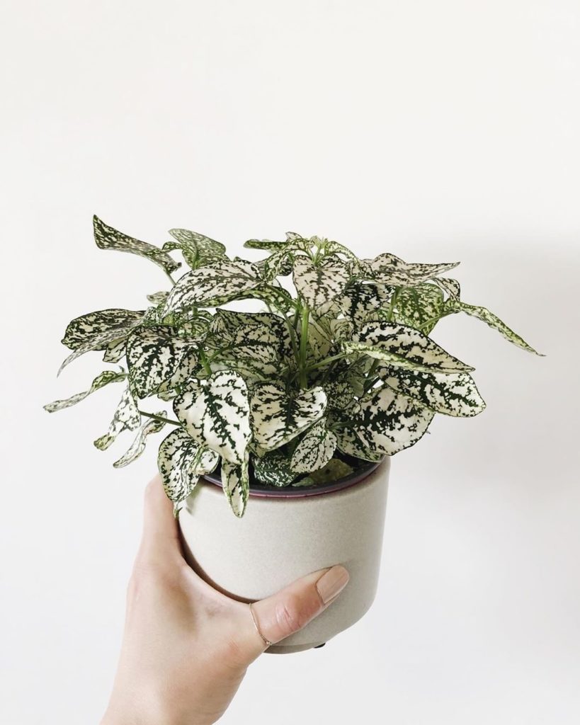 The patterns on Hypoestes splash leaves are everything.  Best way to give the gi...