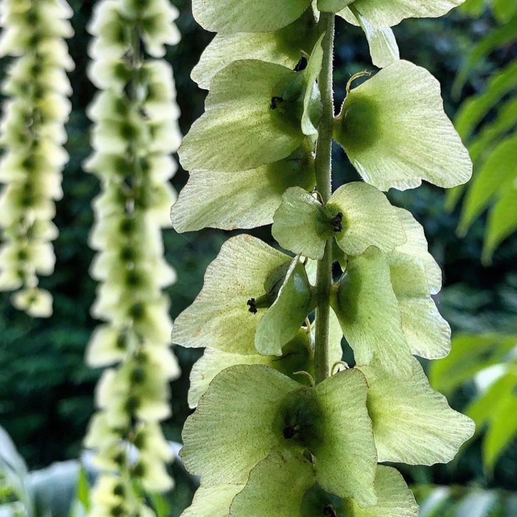 Well #hello the #wingnut : Pterocarya macroptela var insignis : check out the #b...