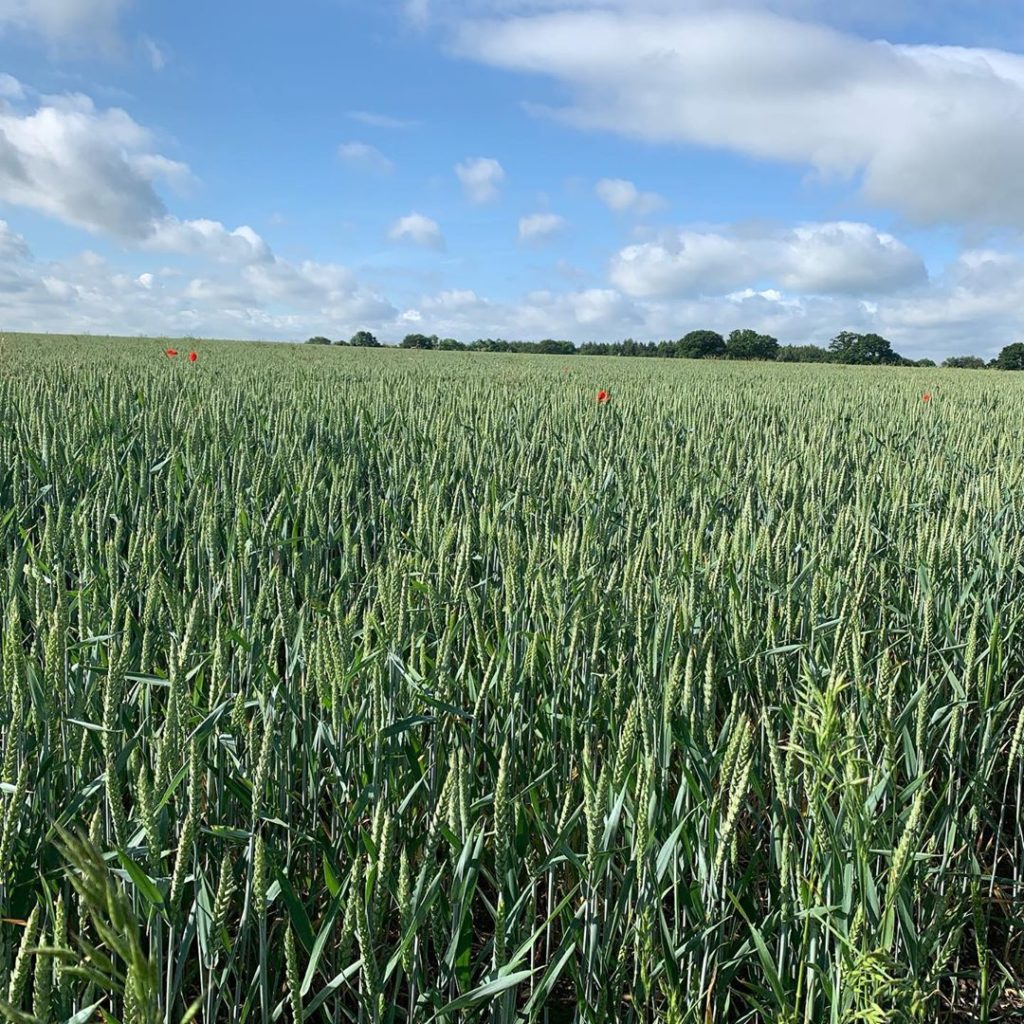 A short walk he said. Just a stroll. ‘Captain Countryside’ AKA @knchappers milit...