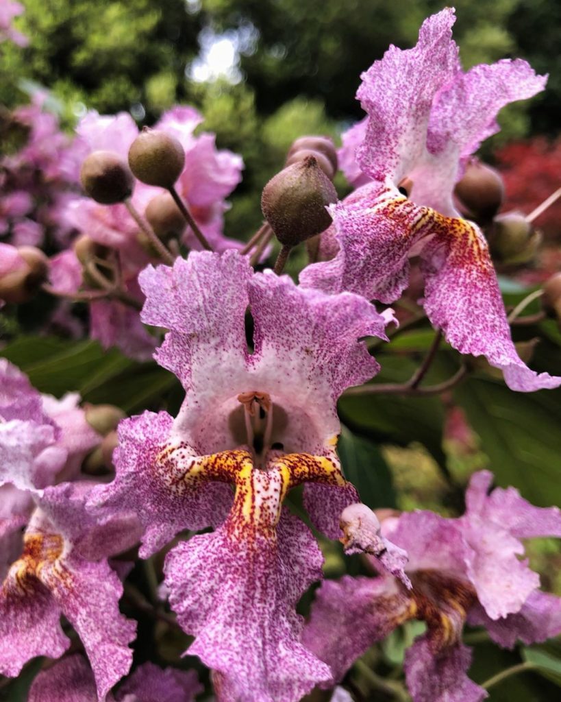 What a year for #flowering #trees - as floriferous as I’ve ever seen it - Catalp...