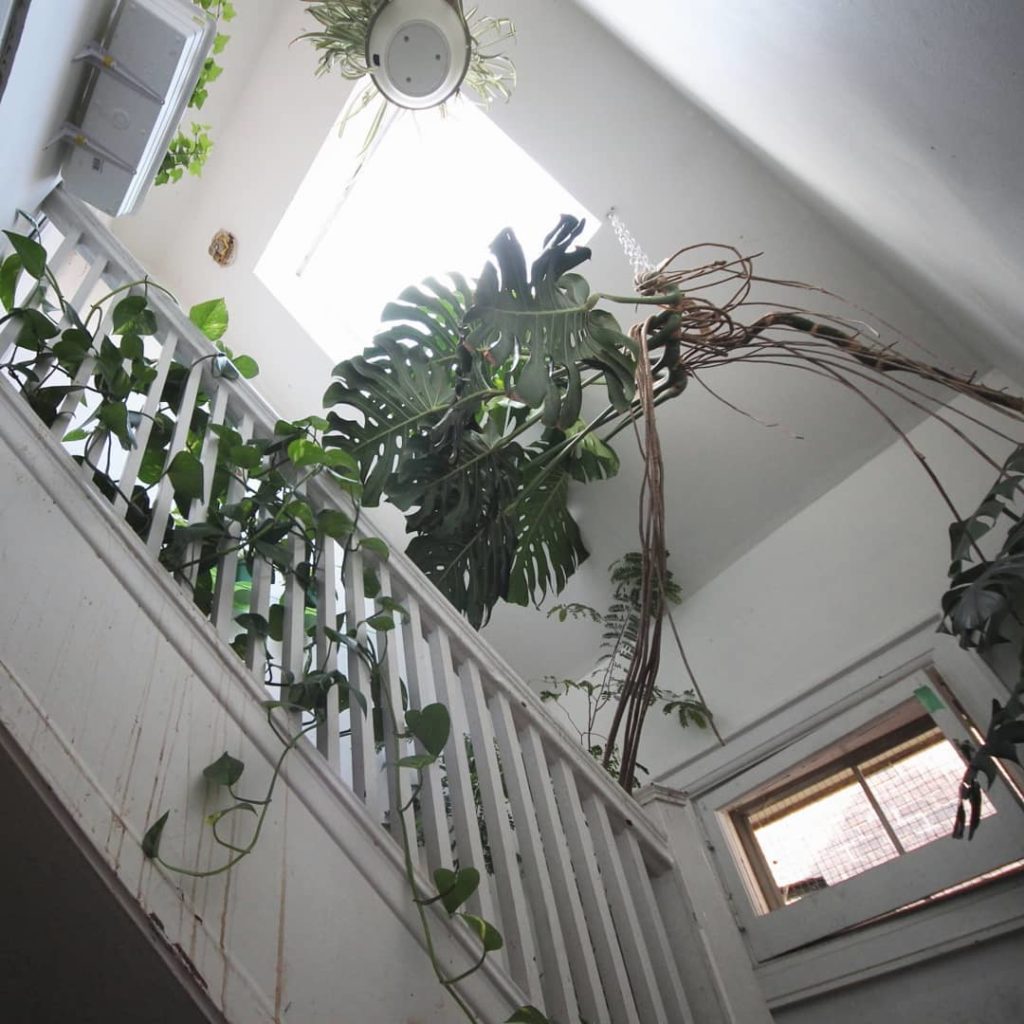 houseplantjournal: This monstera appears in my book both as an example of a wild interior and 2… This monstera appears in my book both as an example of a wild interior and 2...