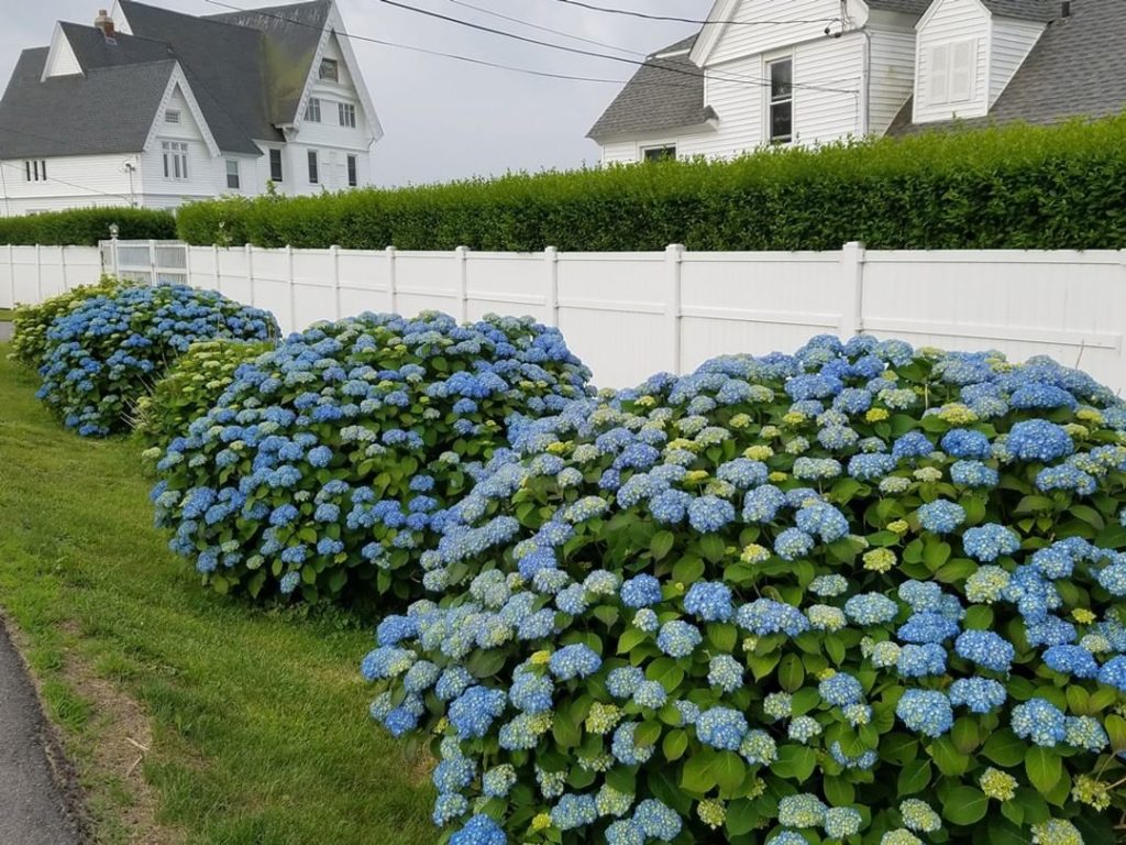 Hello #hydrangeas! Have you always wanted to know the secrets of growing these s...