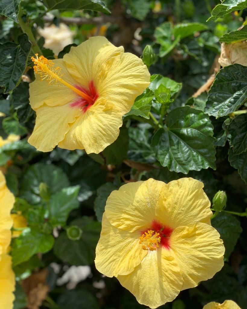 gardendesignmag: Hope you’re enjoying your summer garden! Here’s what’s blooming in Anaheim, CA r… Hope you’re enjoying your summer garden! Here’s what’s blooming in Anaheim, CA r...