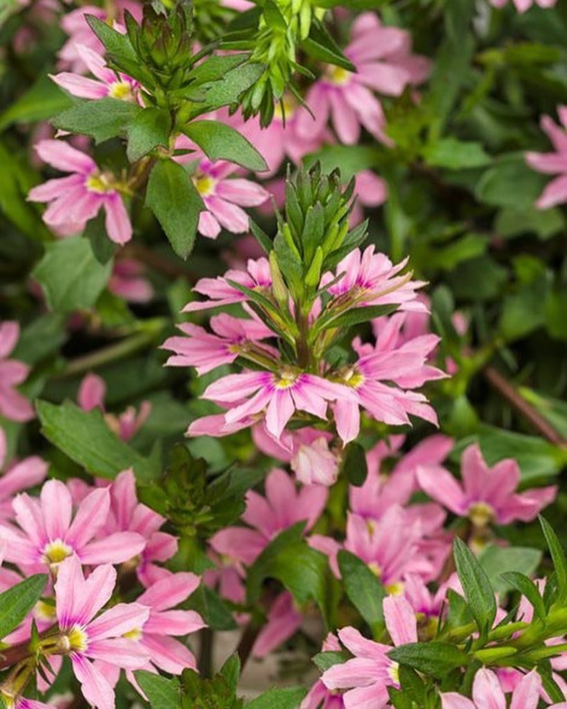 gardendesignmag: Which color fan flower is your favorite?
.
In addition to being a perfect contai… Which color fan flower is your favorite?
.
In addition to being a perfect contai...