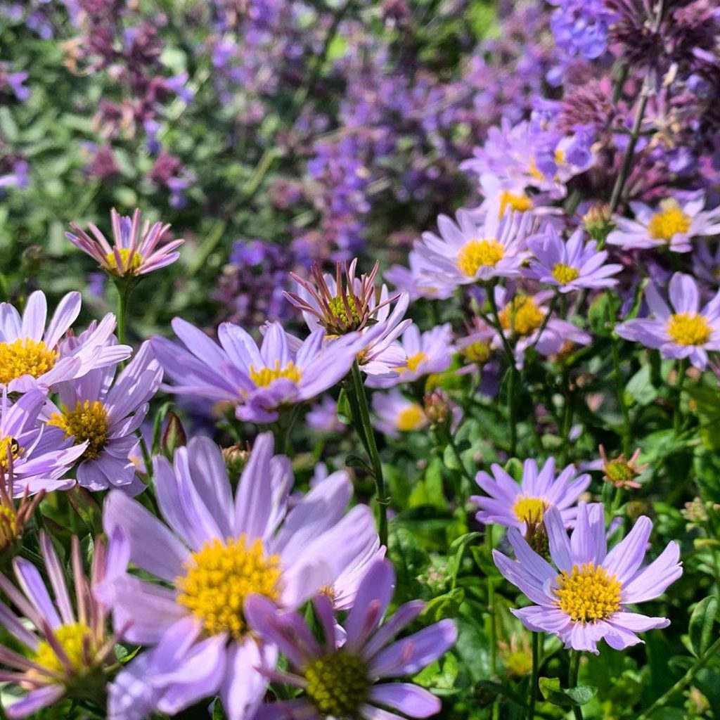 I absolutely adore this little understated and under grown plant. Kalimeris indi...