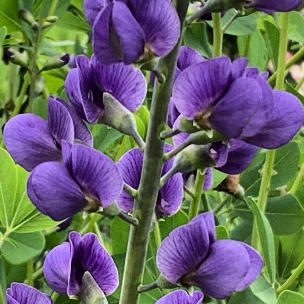 Inky blue loveliness #Baptisia laughing in the face of the rain! #gardendesign #...