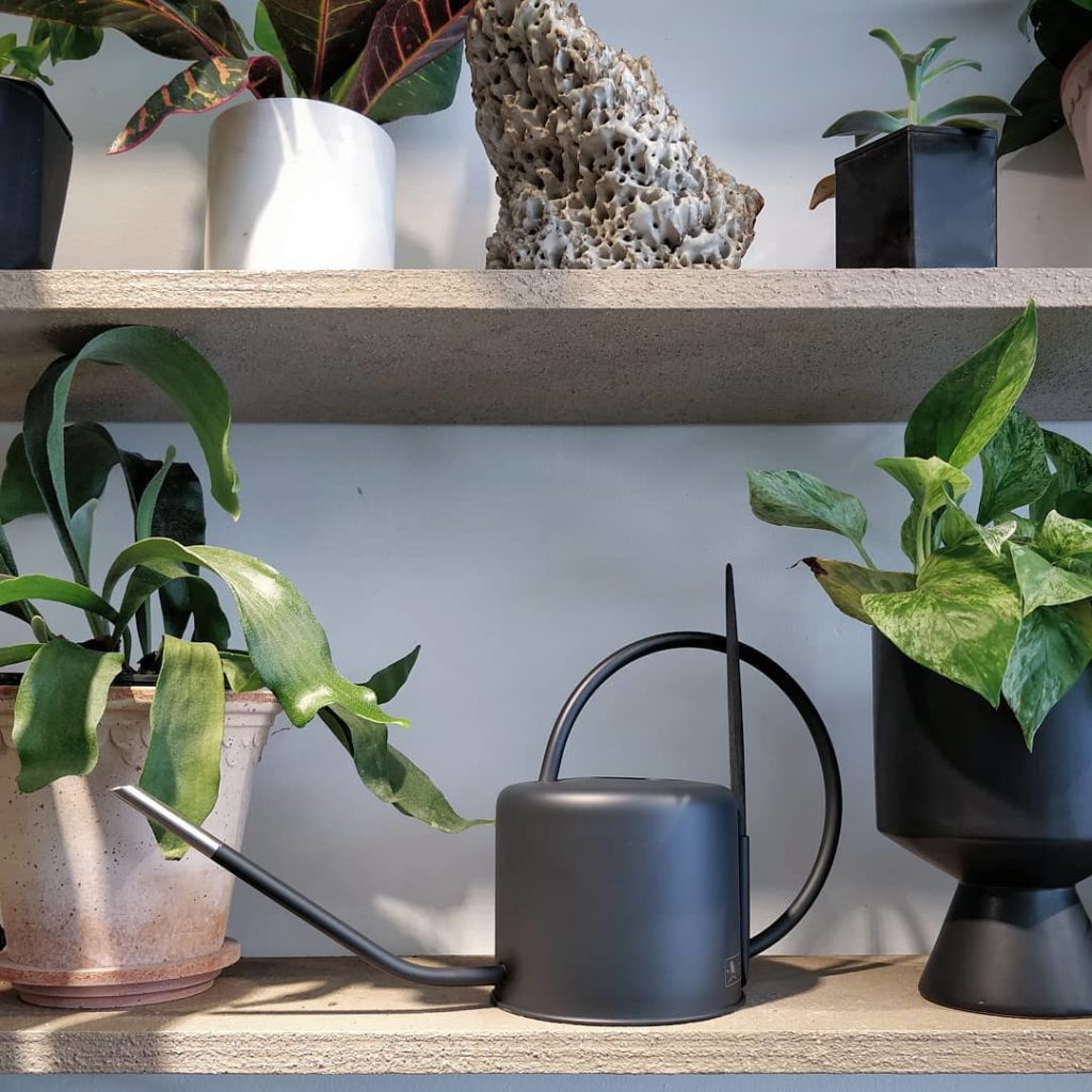 houseplantjournal: The HPJ Watering Can & Soil Aerator is now stocked at @dynastytoronto
–
For thos… The HPJ Watering Can & Soil Aerator is now stocked at @dynastytoronto
-
For thos...
