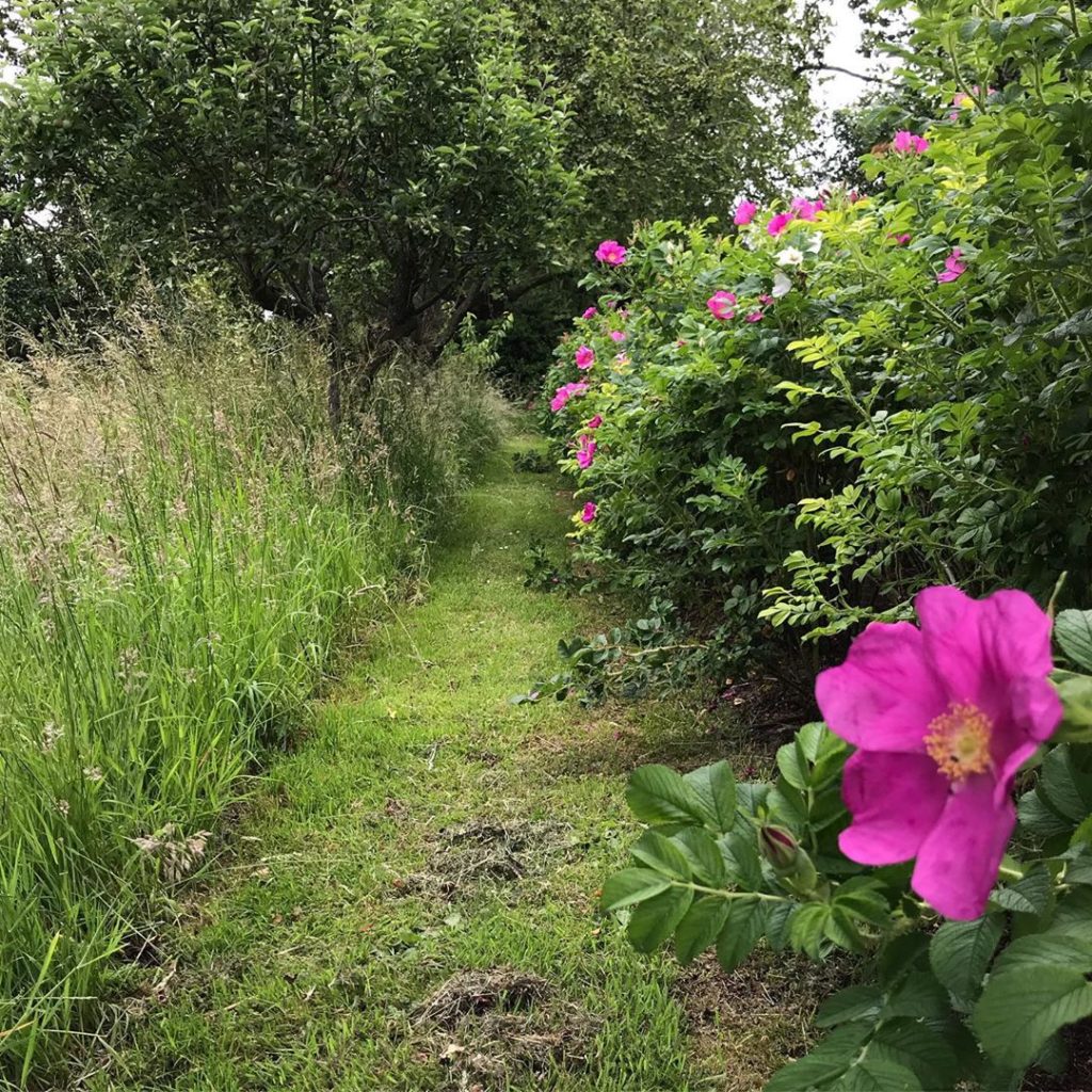 A simple path #mown #meadow #wildrose @albionbarn . .
.
.
#roses #rosegarden #ro...
