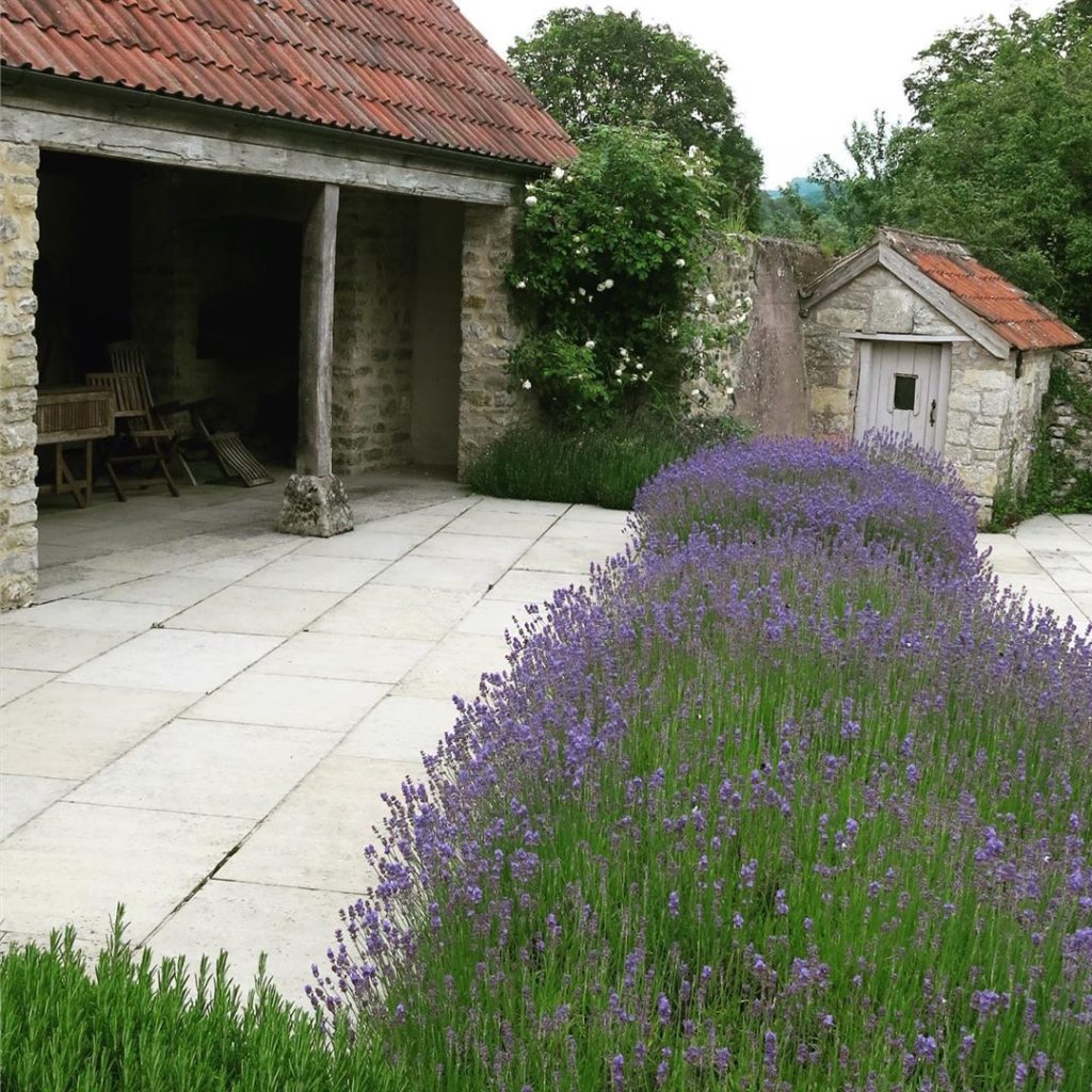 #lavandulaangustifolia in #fullbloom #barn #somerset #charlotterowegardendesign...