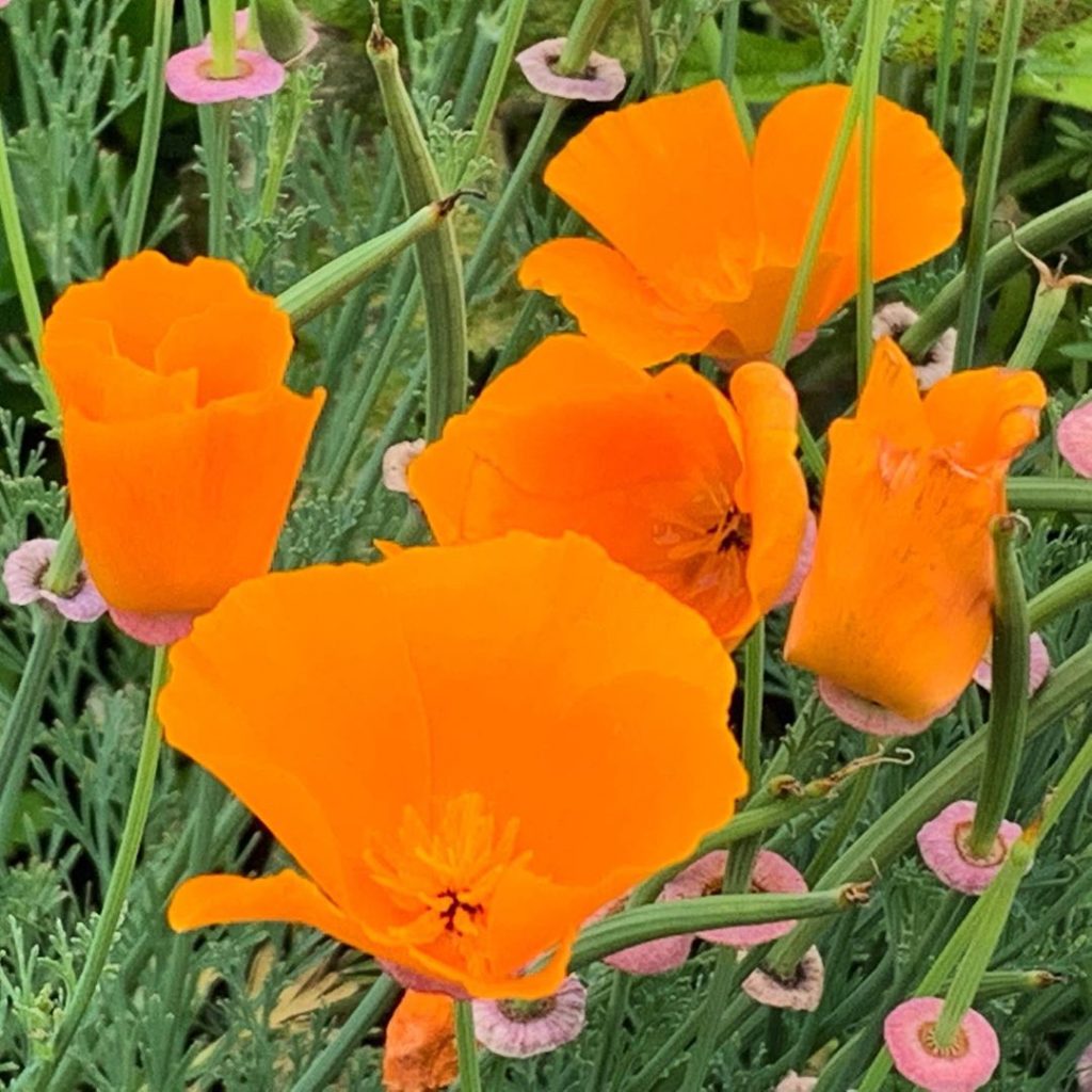 kategouldgardens: In glorious Technicolor! #nofilter required when you are as bright and bubbly as… In glorious Technicolor! #nofilter required when you are as bright and bubbly as...