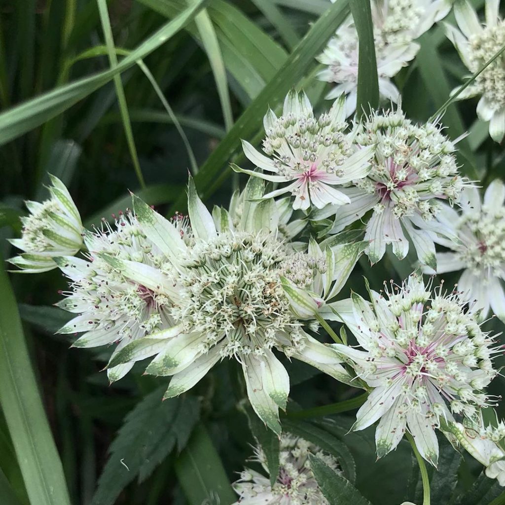 Pin cushions #astrantiamajor #simplepleasures #inmygardentoday  #gardendesign .
...