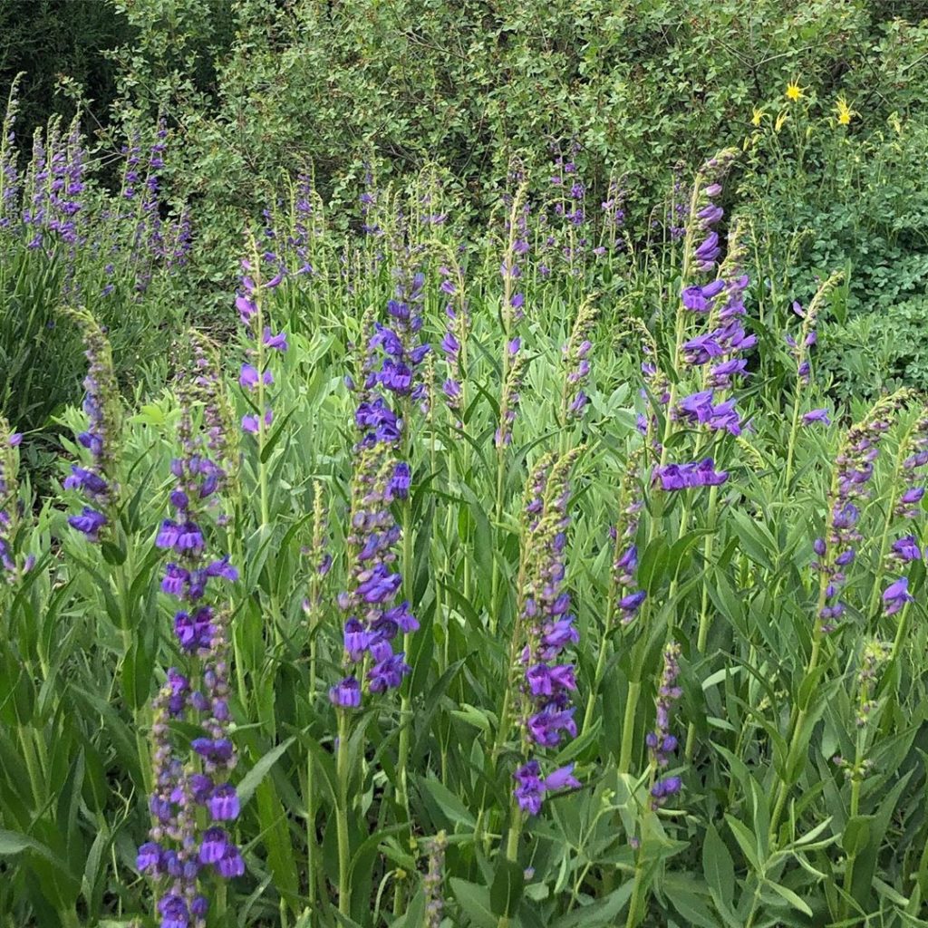 Rocky Mountain Penstemon thriving throughout  the @highplainsenvcenter project
....