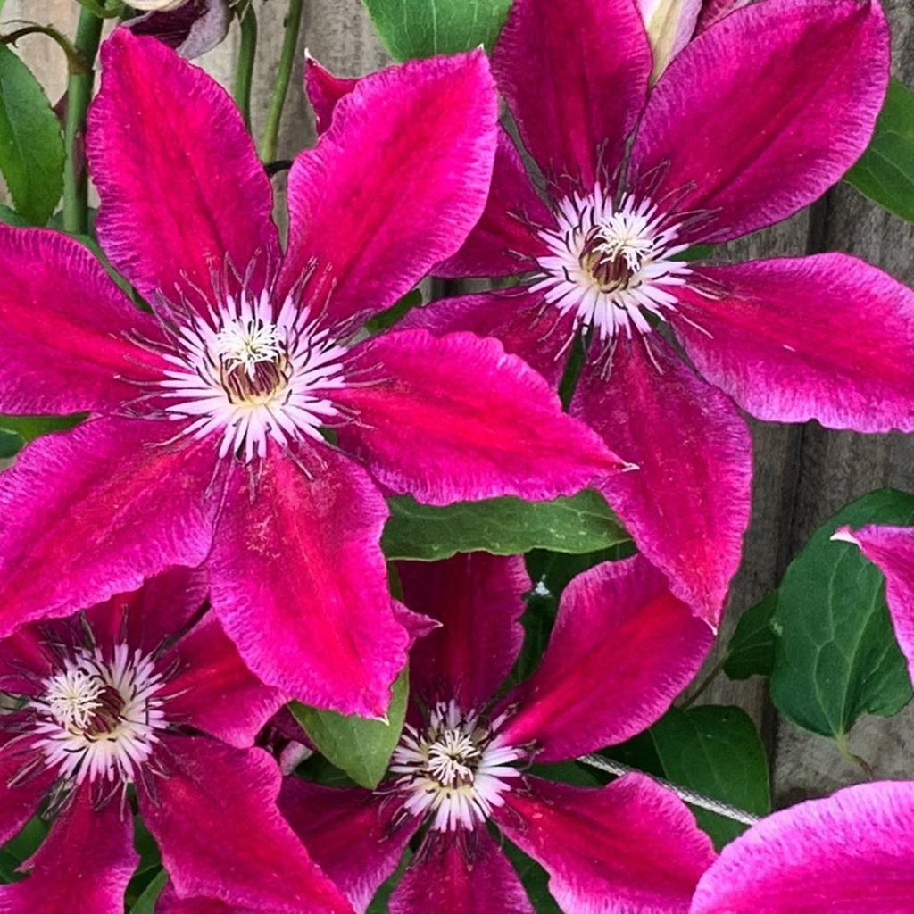 Absolutely #nofilter required! #clematis #mumsnewgarden #gardendesign #gardens #...