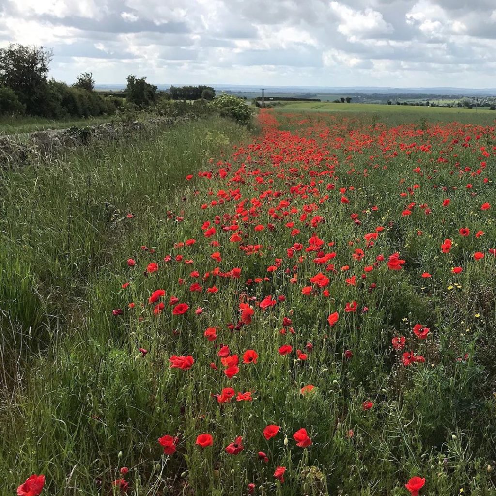 Red carpet #poppyfields #painterly #landscape .
.
. .
.
.
.
#poppy #poppyred #re...