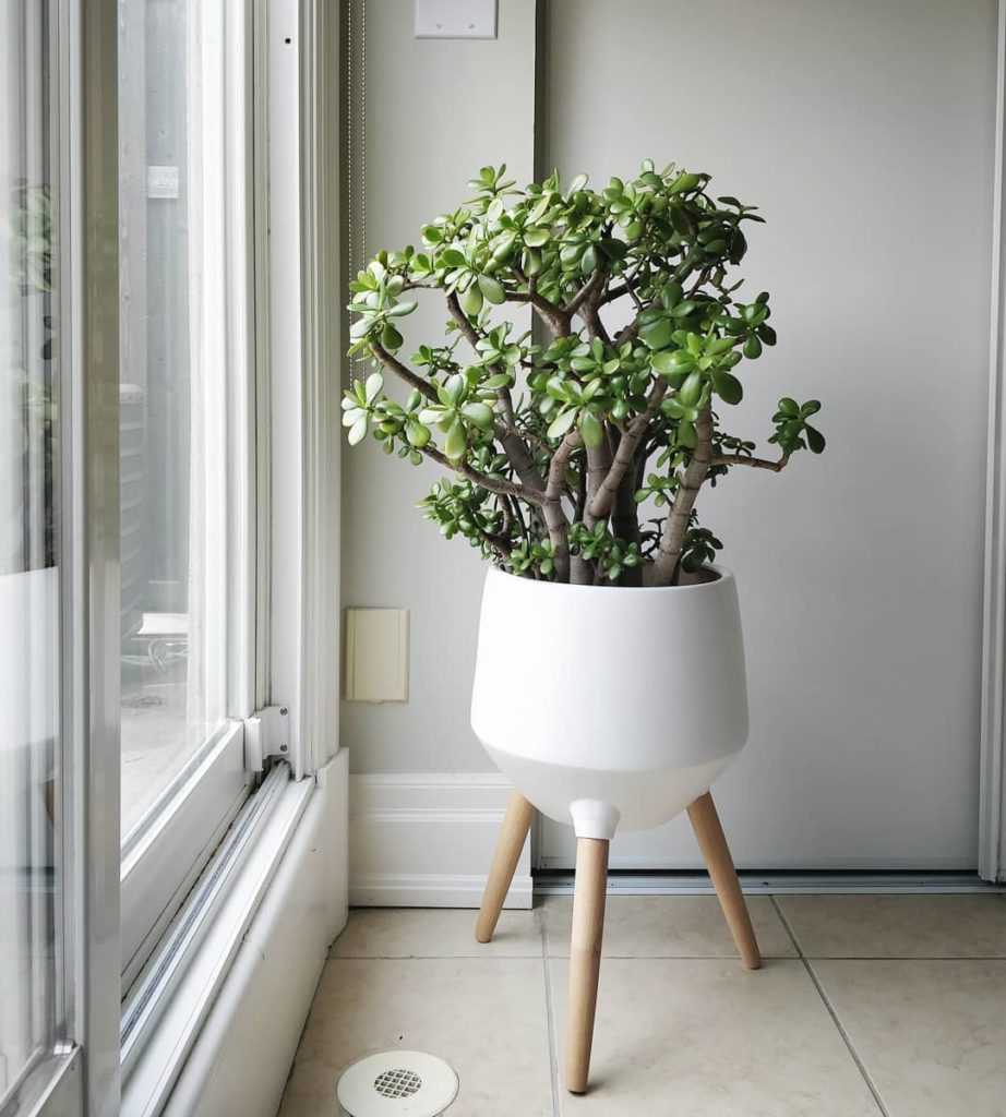 houseplantjournal: A happy jade plant: this season, it’s finally free from mealy bugs! In my book, … A happy jade plant: this season, it's finally free from mealy bugs! In my book, ...