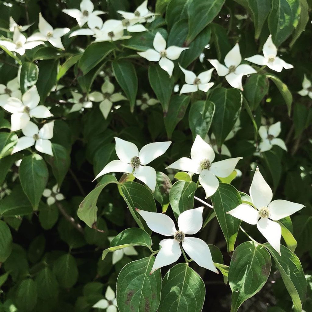 sheilajacklandscapes: Cornus #cornuskousa ‘China girl’ #inmygarden #perfect #smalltree for a #smallgar… Cornus #cornuskousa ‘China girl’ #inmygarden #perfect #smalltree for a #smallgar...