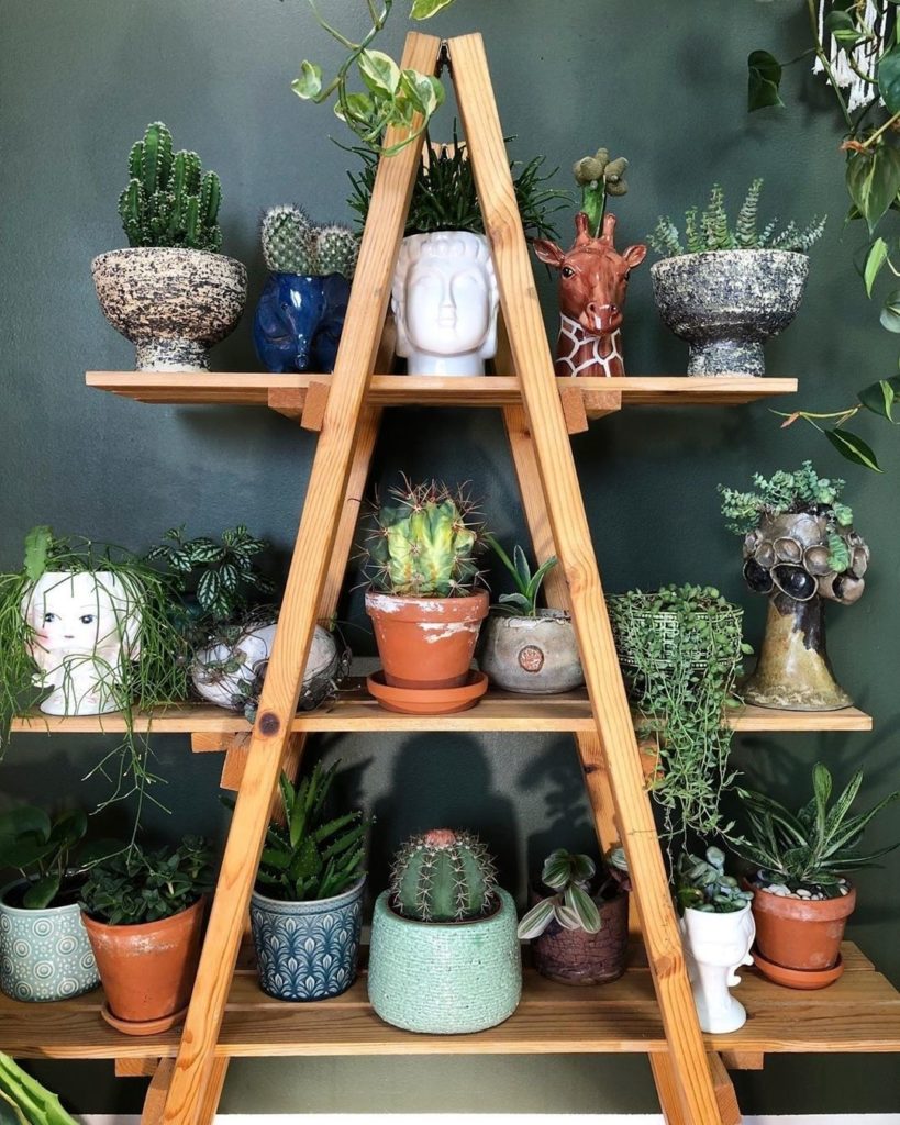 There's a little bit of everything on @plantsandcollecting's shelf. ...