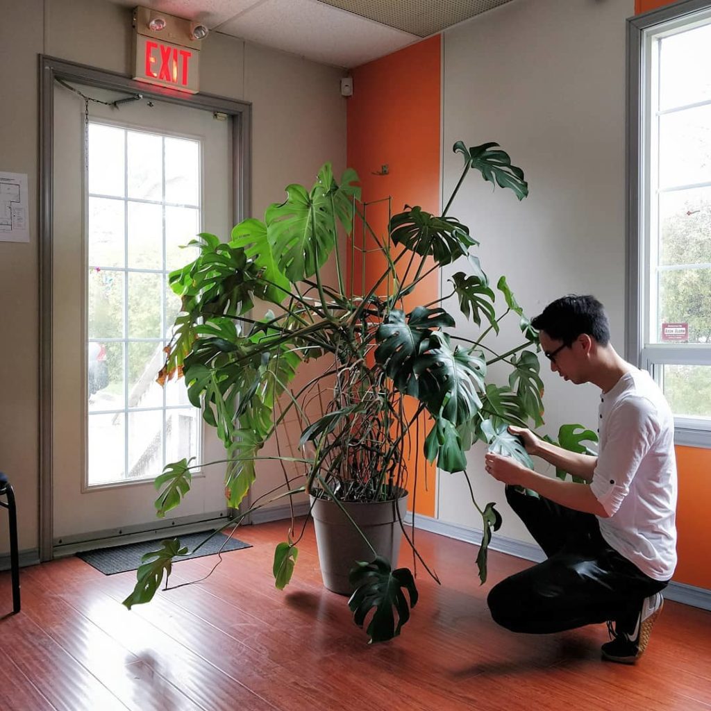 houseplantjournal: I’m putting my engineering mind to serve the plants because they are tired of ha… I'm putting my engineering mind to serve the plants because they are tired of ha...