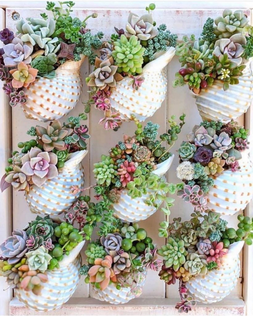 beach vibes by @charmingsucculents...