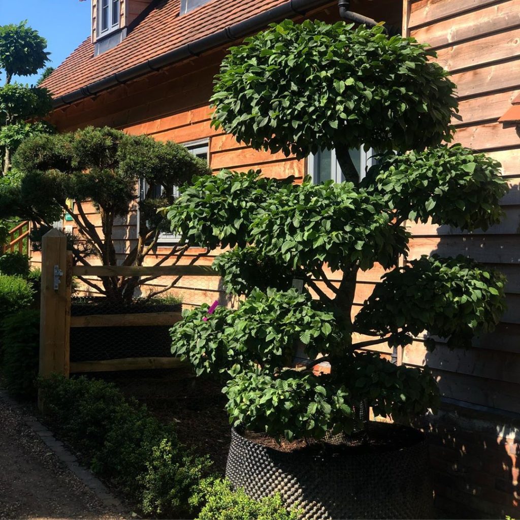 What a fantastic day learning about pruning techniques and the why’s and when’s ...