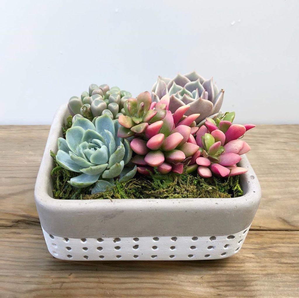 New succulent arrangements on our site! They come already planted and ready to ...