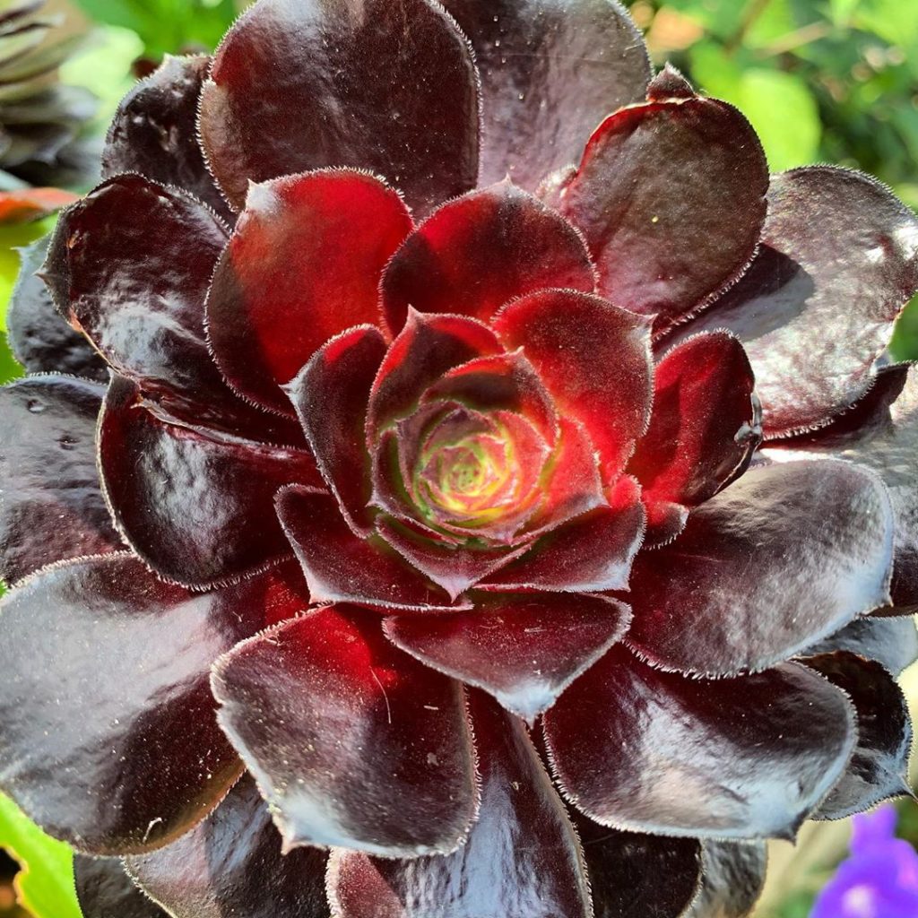 @adamfrostdesign officially plants to drool over! #aeonium #succulents #garden #...