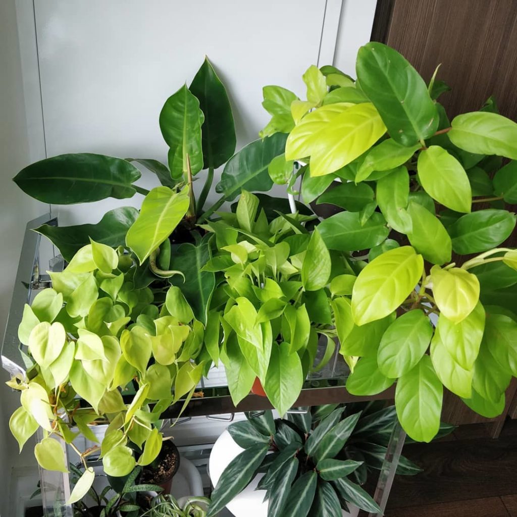 Gathered up my neon gang: (left to right, not really botanical names) neon Philo...