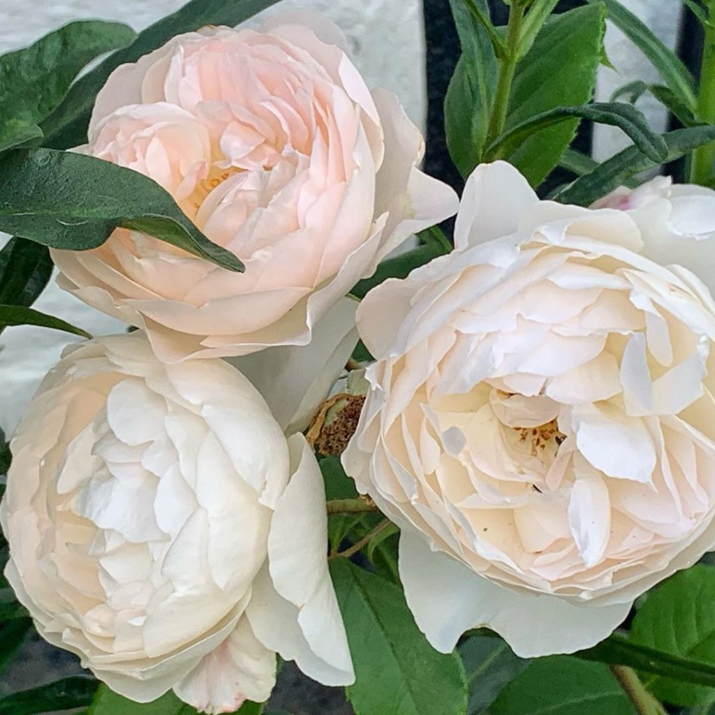 Rosa ‘Desdemona’ blushing quietly... #roses #gardendesign #gardens #gardening #l...