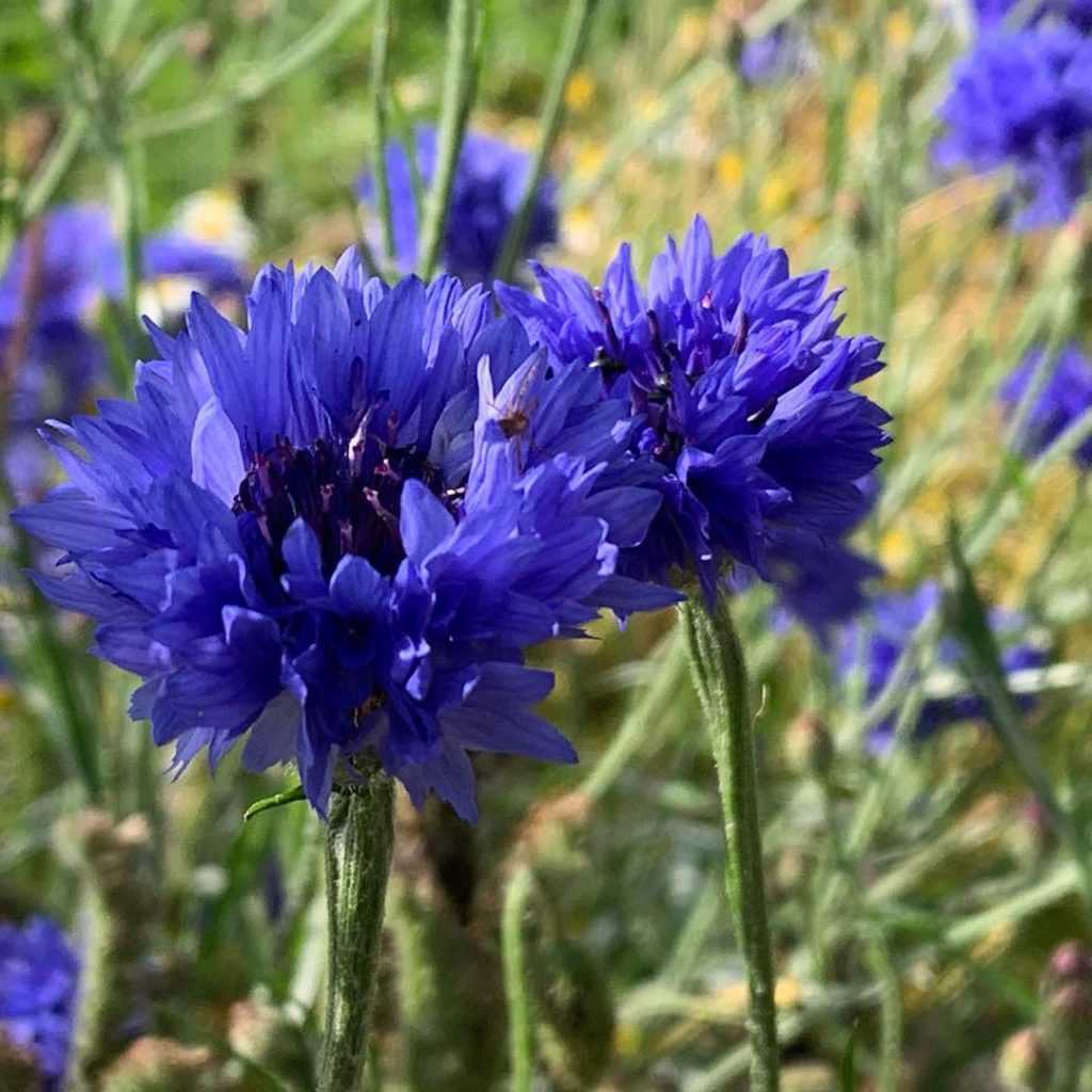 New boots  Morning walk  No blisters . Piling on the steps for Kilimanjaro befor...