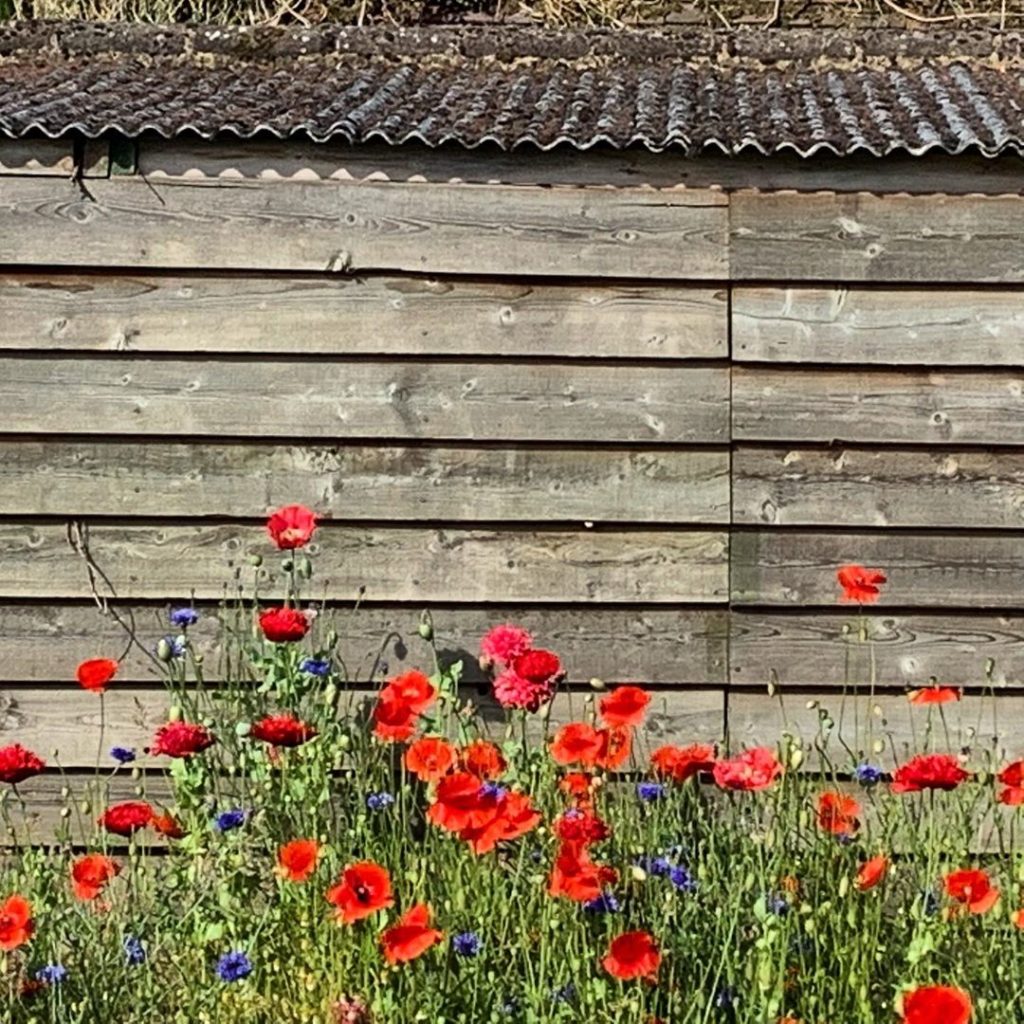Poppies, featheredge & a bit of corrugated... #morningwalk #nature #loveplants #...
