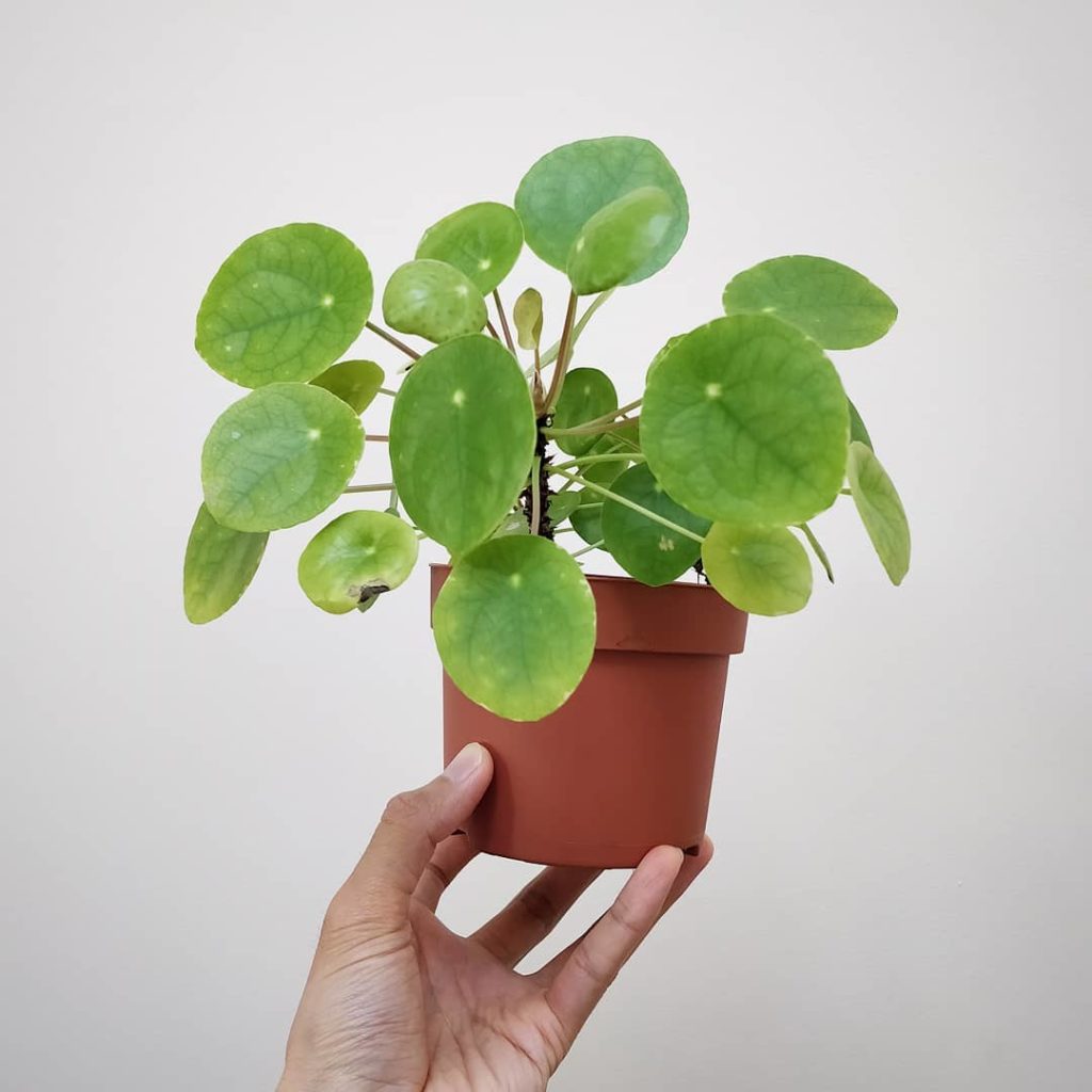 houseplantjournal: The book cover Pilea – I cut off the original plant’s main stem so now, you’re l… The book cover Pilea - I cut off the original plant's main stem so now, you're l...