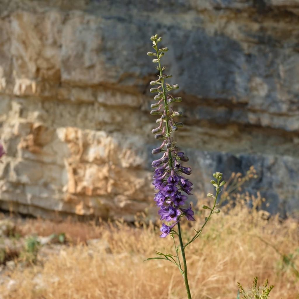 Delphinium fissum cooking as it flowers....
