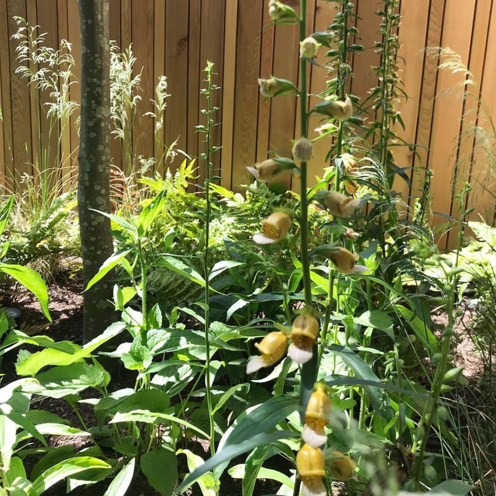 Catching the light #deschampsia #digitalis under #pleachedtrees #settlinginnicel...