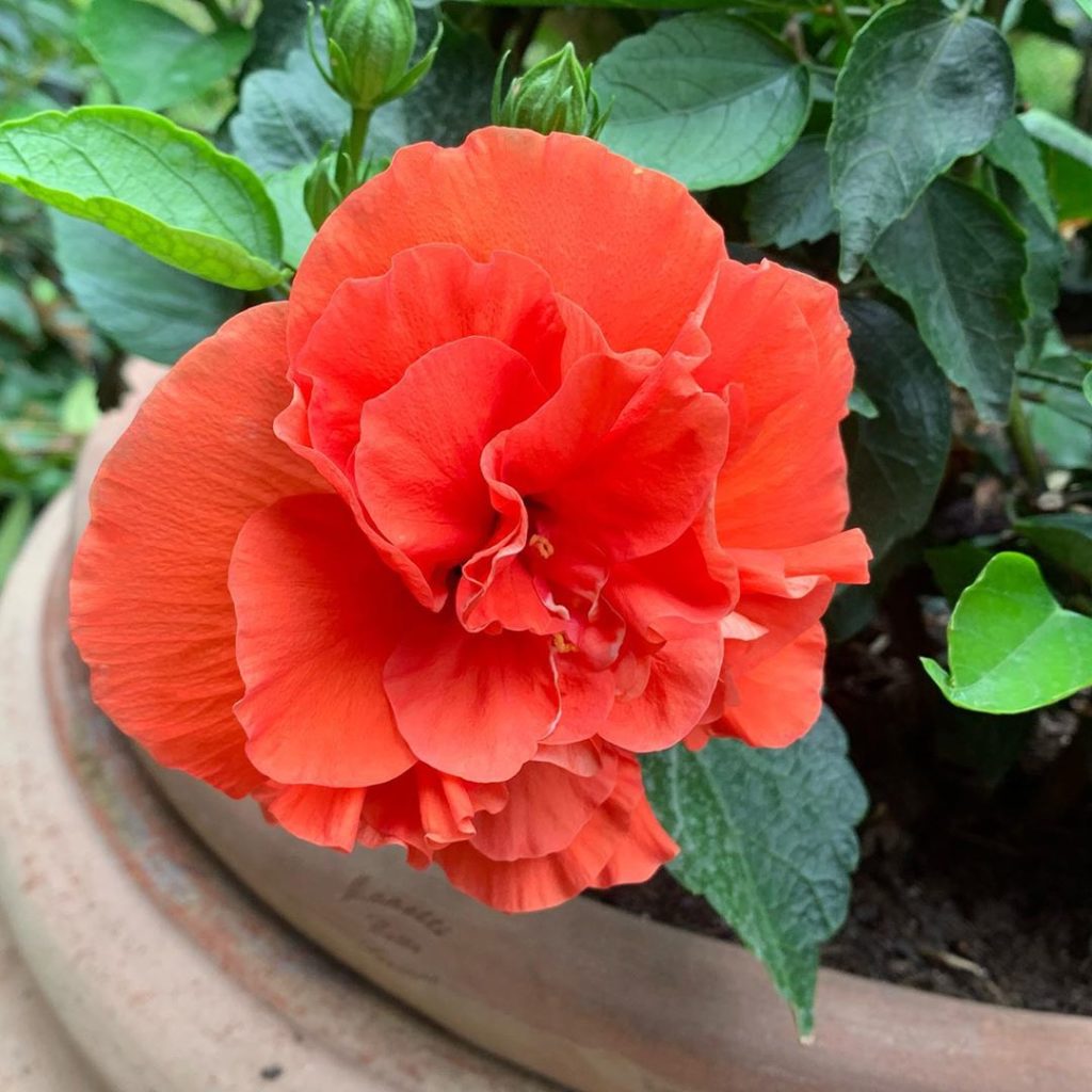 Orange or red? Either way, big and blousy Hibiscus looking suitably perfect in t...