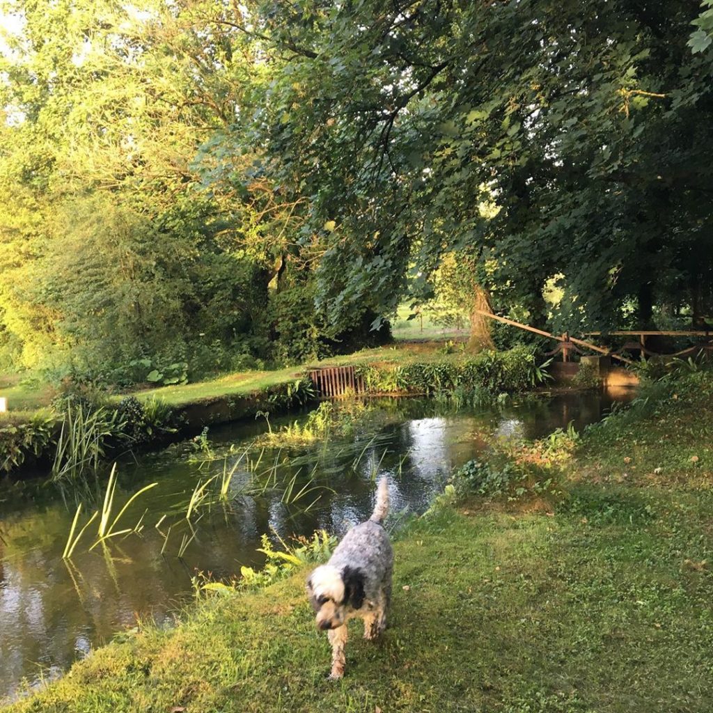 #monty checking out the #riverbank #riveravon #woodfordvalley #bestfishing #wilt...