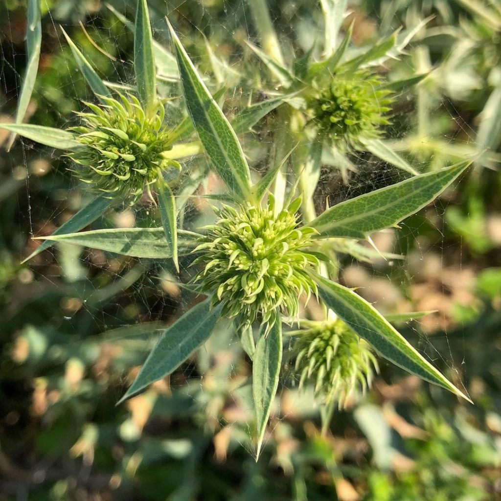 #coastalplanting #coast #iledere #gardendesign #landscapedesign #londongardens #...