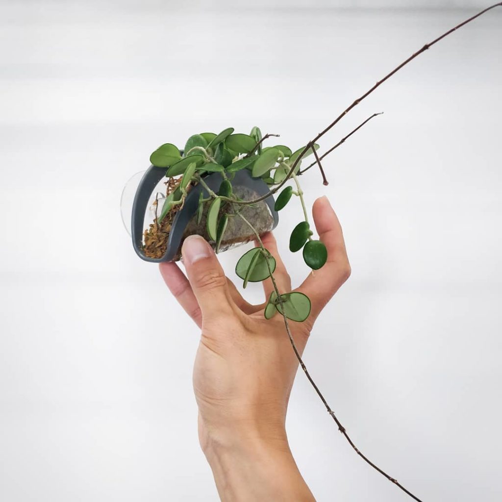 houseplantjournal: This flower peduncle seems to be well on its way. Plant: Hoya mathilde
–
2࿠… This flower peduncle seems to be well on its way. Plant: Hoya mathilde
-
2࿠...